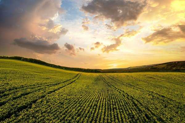 How Can UK Agricultural Companies Utilize AI for Crop Management?